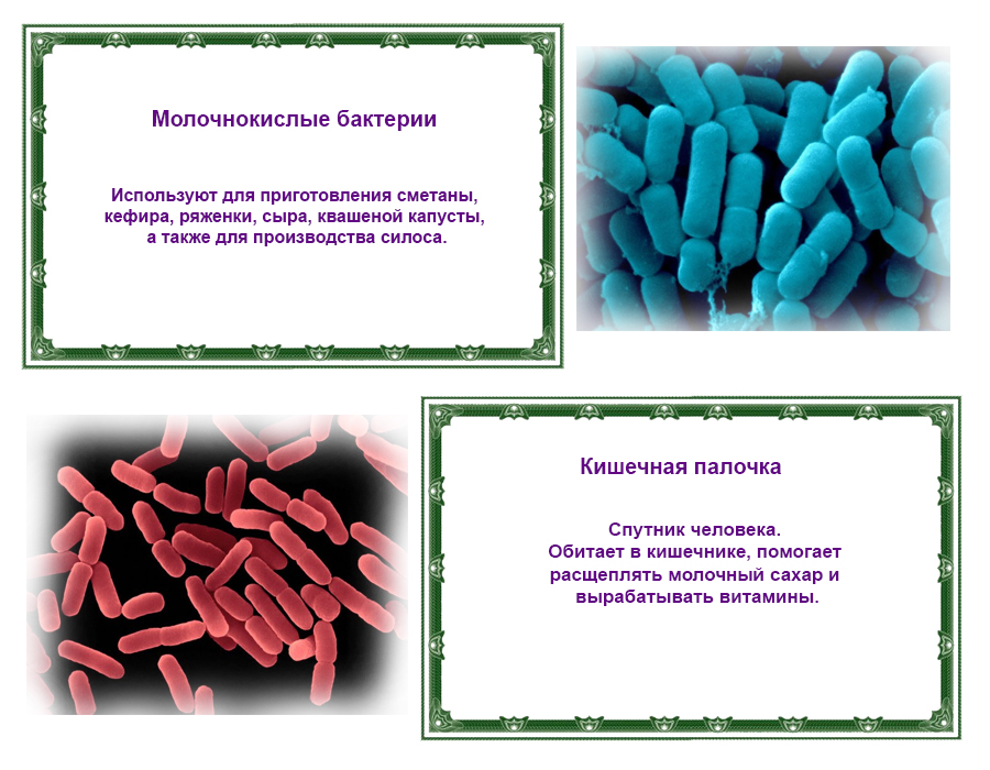 Разнообразие и роль бактерий